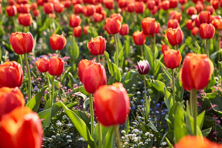 One violet tulip among a lot of red tulips blooming in the garden on the sunset with a green foliage. Beautiful floral background.の写真素材
