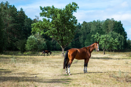 A stunning thoroughbred Bay horse grazing in a meadow with green trees in evening sunshine.の写真素材
