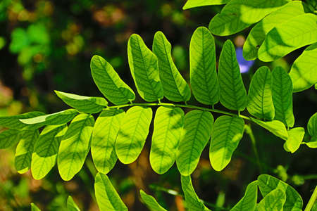 nature background with green leaves in summer in the sunの写真素材