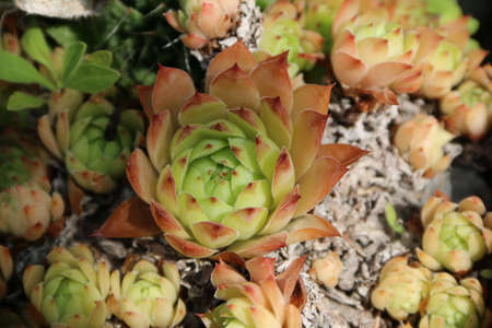 natural background with close up plants and green cactiの写真素材