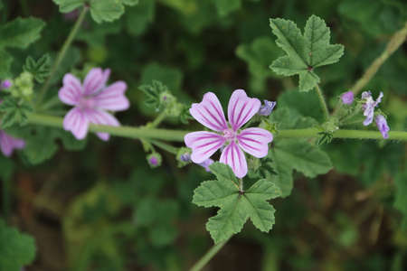 nature background with vivid color flowers on green leaves plantの写真素材