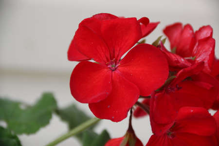 nature background with vivid color flowers on green leaves plantの写真素材