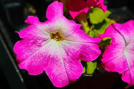 natural background with pink and white flower on green leafy plantの写真素材