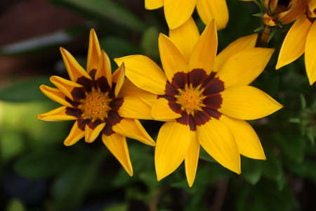 nature background with yellow flowers in summerの写真素材