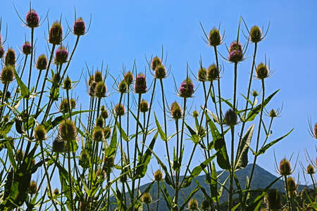 natural background with colorful mountain plantsの写真素材