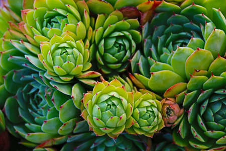 natural background with close up plants and green cactiの写真素材