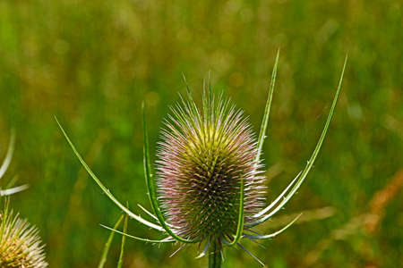 natural background with colorful mountain plantsの写真素材