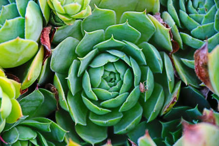 natural background with close up plants and green cactiの写真素材