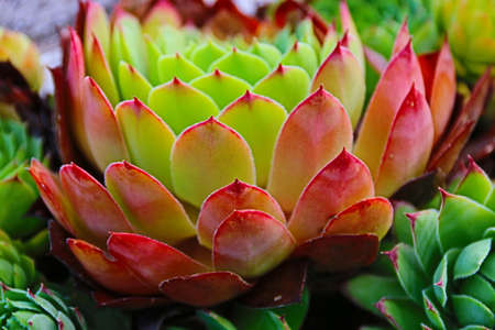 natural background with vividly colored plants and cactiの写真素材