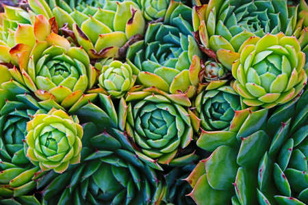 natural background with vividly colored plants and cactiの写真素材