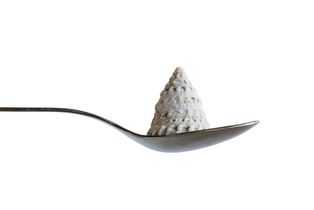 Shell in the spoonの写真素材