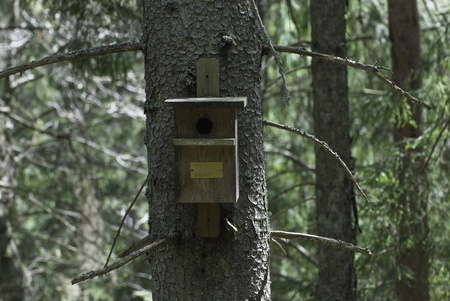 Birds cage on the tree