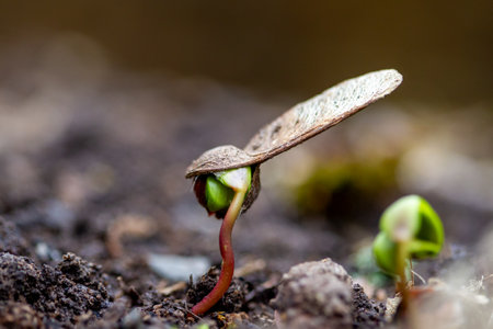 Green seedling illustrating concept of new life and natural development. Macroの写真素材