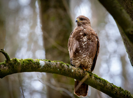 Common buzzard (Buteo buteo) sitting on a branchの写真素材