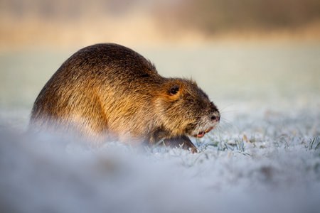Coypu (Myocastor coypus) in winterの写真素材