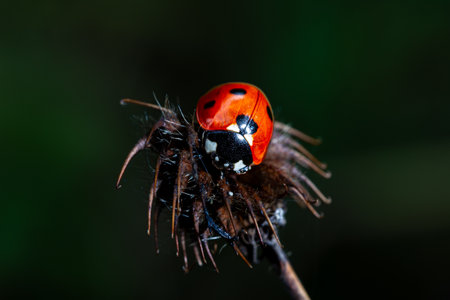 Red ladybug on a plant in the wild. Close up