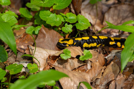 Fire salamander (Salamandra salamandra) in the forestの写真素材