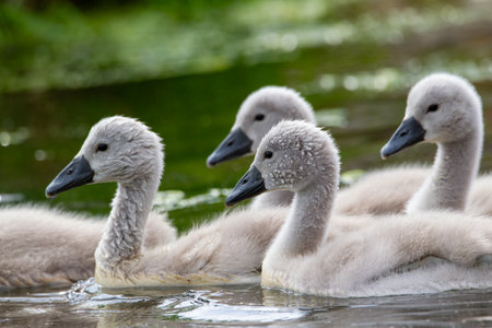 Mute swan cygnet (Cygnus olor)の写真素材