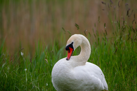 White swan in the green grass on a lake, close-upの写真素材
