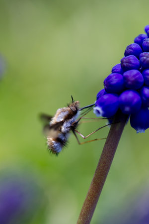 Macro shot of a bee on a blue grape hyacinthの写真素材