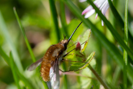 A macro shot of a moth sitting on a flower. Shallow depth of fieldの写真素材