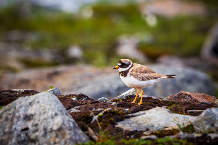 Ringed plover (Charadrius hiaticula) in Norwayの写真素材