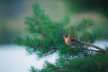 Finch sitting on a branch of a pine tree in the forestの写真素材