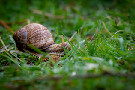 Snail crawling on the grass in the garden, shallow depth of fieldの写真素材