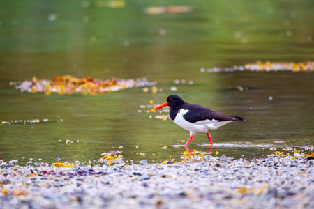 Oystercatcher (Haematopus ostralegus)の写真素材
