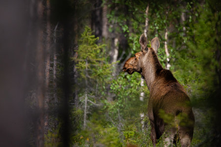 Mosses in the forest during the rutting season. Sweden.の写真素材