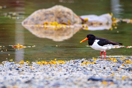 American oystercatcher (Haematopus ostralegus) in the wildの写真素材