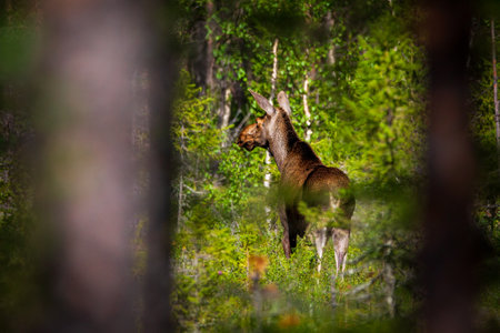 Mosses in the forest during the rutting season. Finland.の写真素材