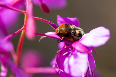 Beetle on a pink fireweed flower. Close-up.の写真素材