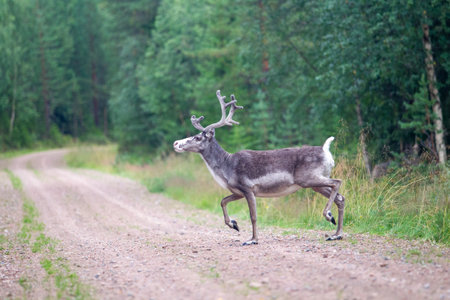 reindeer in the forest on the road in the summer.の写真素材
