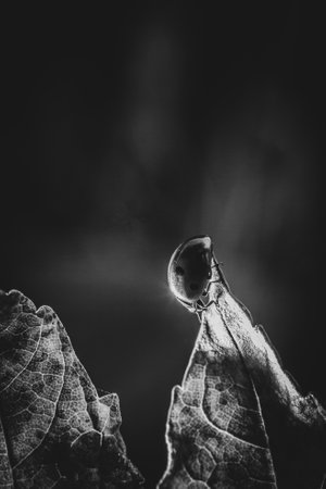 Black and white photo of a ladybug sitting on a dry leafの写真素材