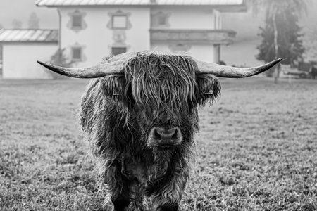 Black and white portrait of a Scottish highland cow with big horns.の写真素材