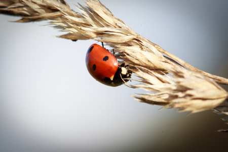 ladybug on a blade of grass in the nature. macroの写真素材