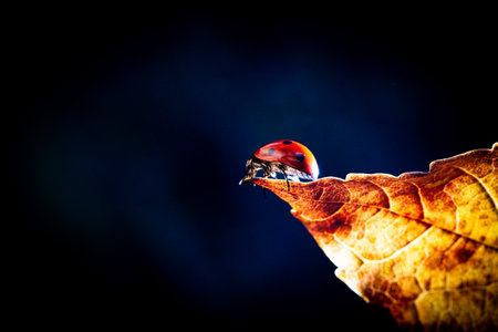 ladybug on a leaf macro close up. beautiful photo digital pictureの写真素材
