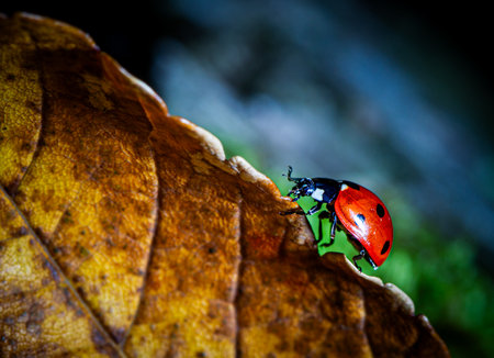 ladybug on a leaf in the forest. macro close up