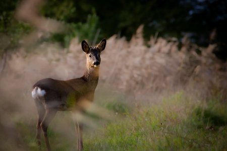 Roe deer on a meadow in the morning light, UKの写真素材