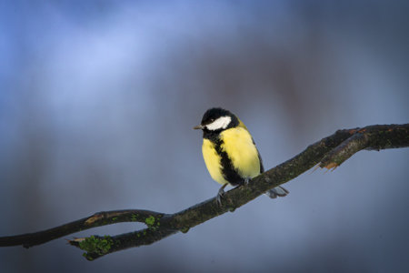 Great tit (Parus major) perched on a branch in winterの写真素材