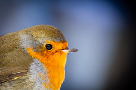 Closeup of a European robin (Erithacus rubecula)の写真素材