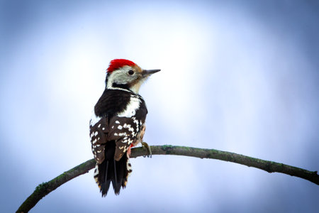 Great spotted woodpecker (Dendrocopos major)の写真素材