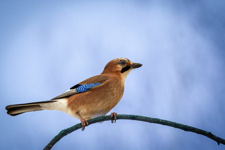 Eurasian jay (Garrulus glandarius) perched on a branchの写真素材