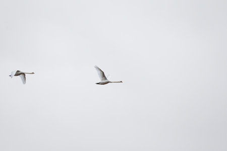 Whooper swan (Cygnus cygnus) in flightの写真素材