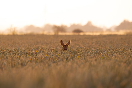 Roe deer in the field at sunrise. (Capreolus capreolus)の写真素材