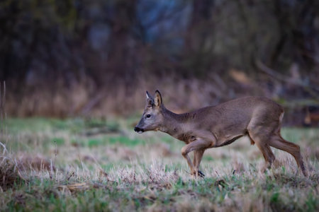 Roe deer (Capreolus capreolus) on a meadow in spring)の写真素材