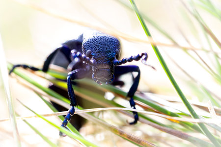 Black Oil Beetle in the grass. Macro photo with shallow depth of field.
