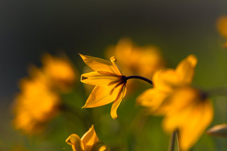 Yellow flowers on a blurred background. Shallow depth of field. Wild tulip, vineyard tulip, tulipa sylestrisの写真素材