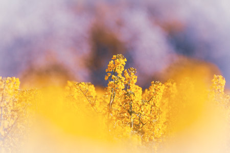 Blooming canola field in the springtime. Selective focus.の写真素材